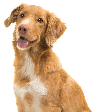 Brown Dog