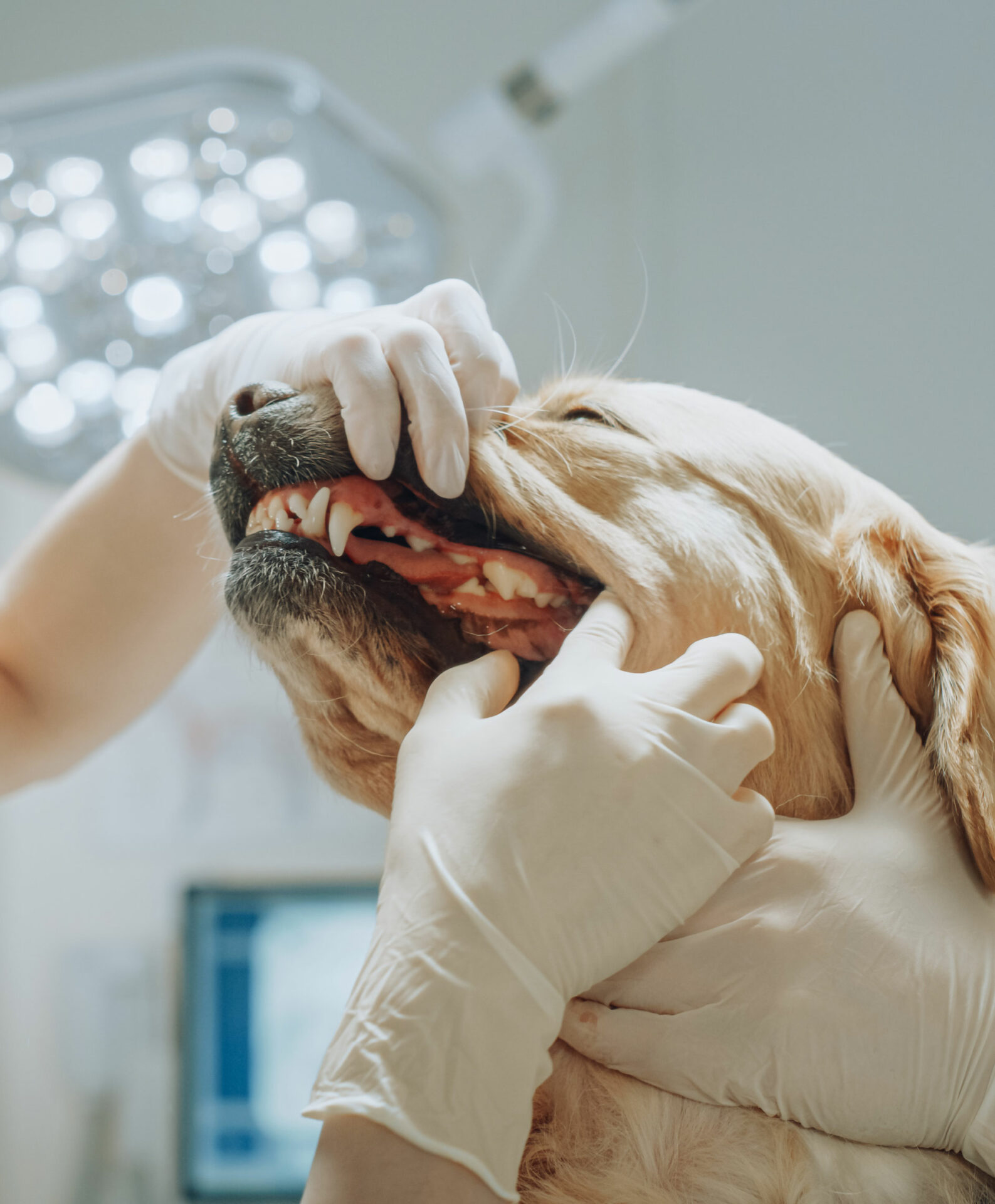Dental Care