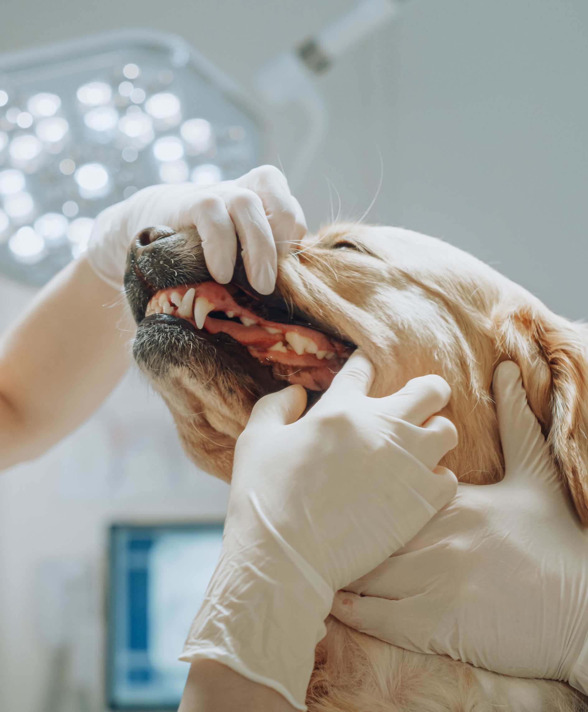 Dental Care - Featured Image