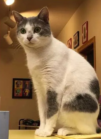 Kitty