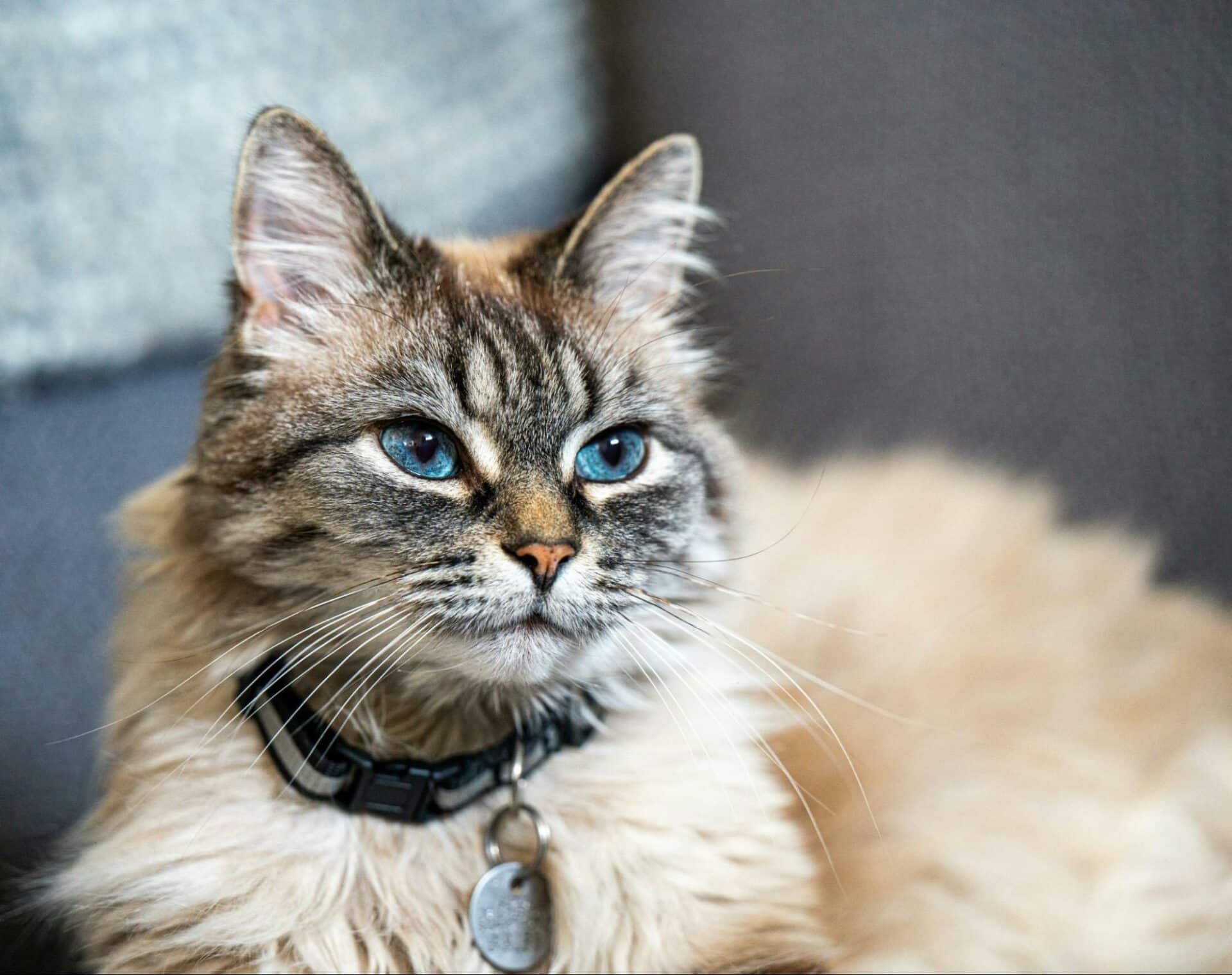 Monthly Prevention vs. “As Needed” Treatment: What’s Best for Your Pet?