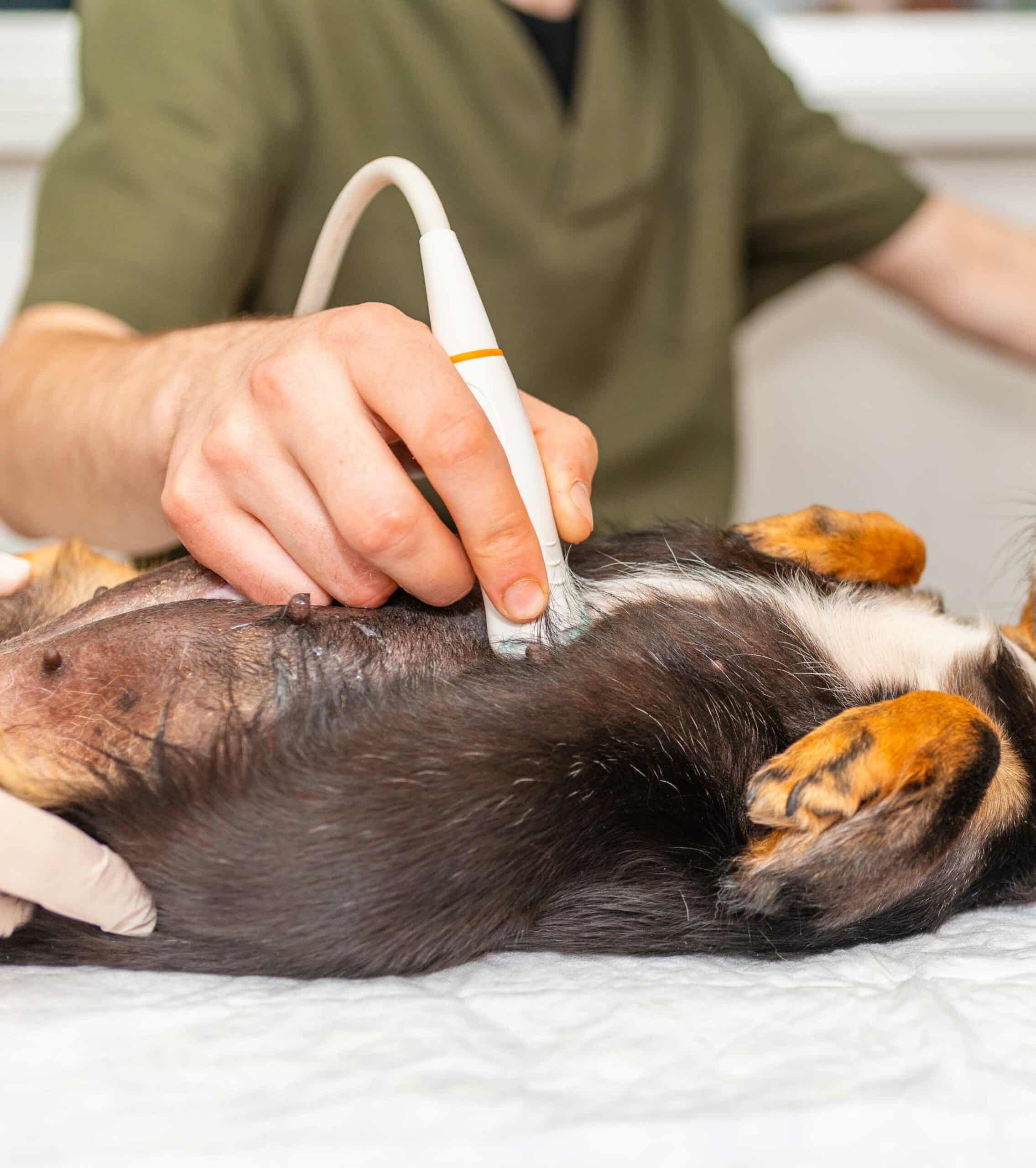 Pet Diagnostics