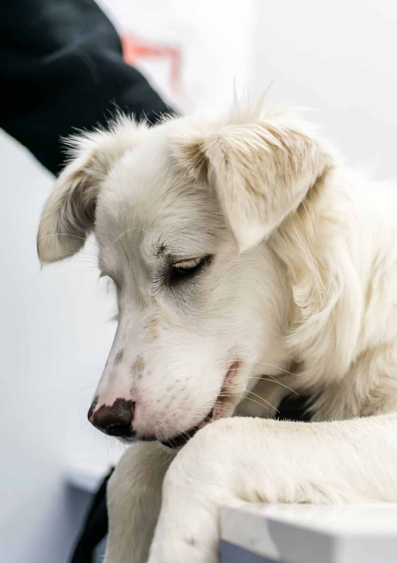 Signs Your Pet May Need Emergency Care