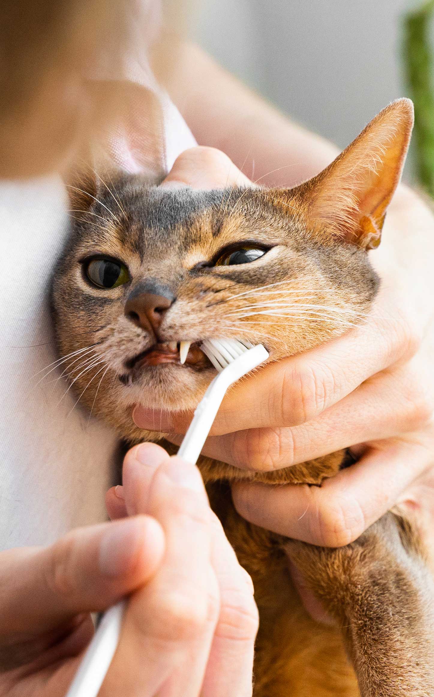 What to Expect During Your Pet’s Visit